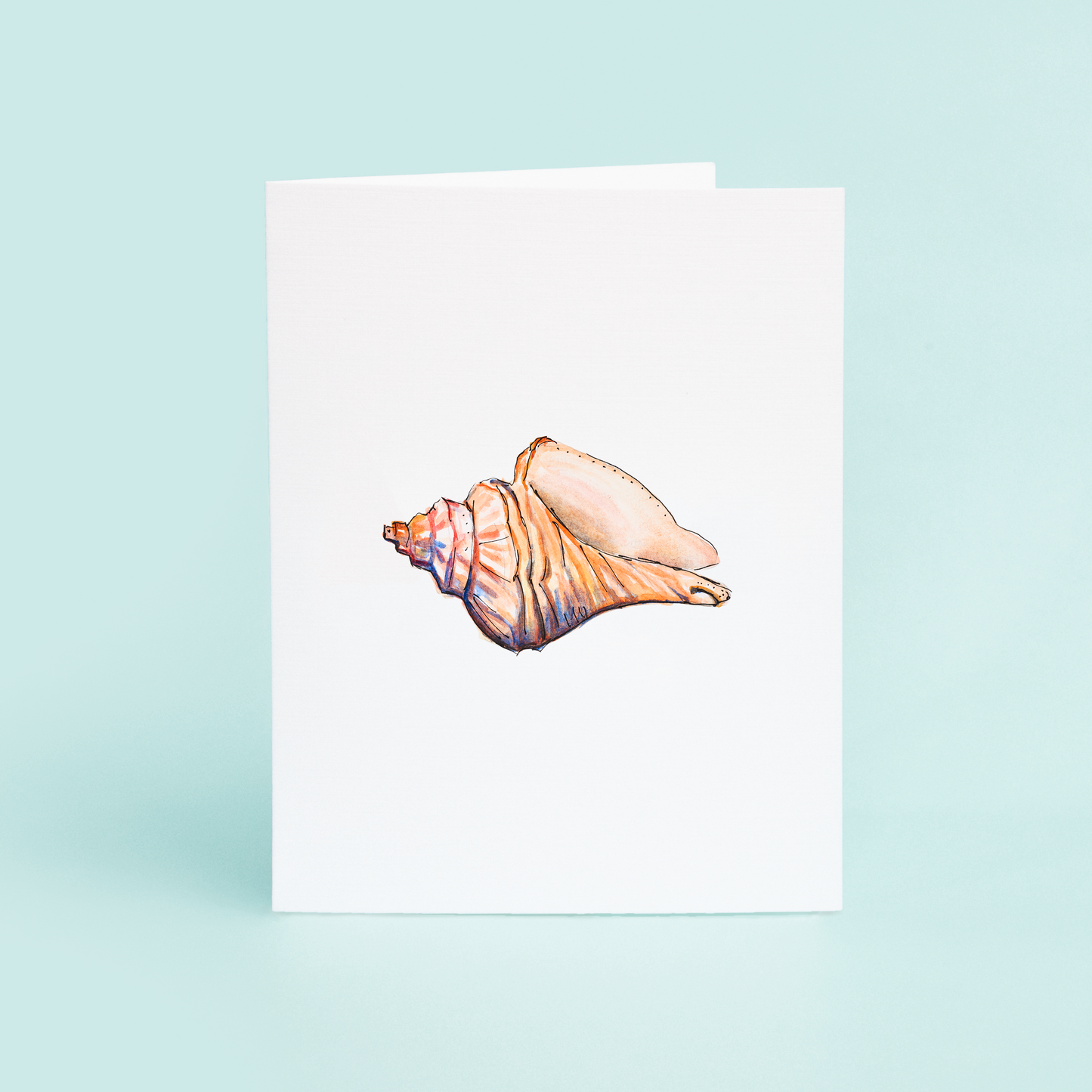 Conch Shell