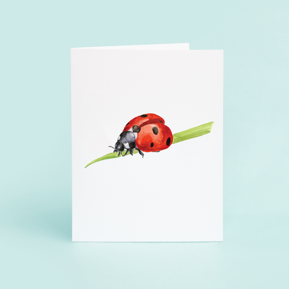 Lady Bug