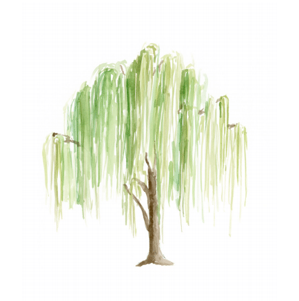 Weeping Willow Enclosure Card